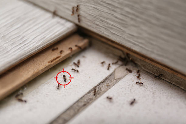 Best Exterminator Services  in Lincolndale, NY